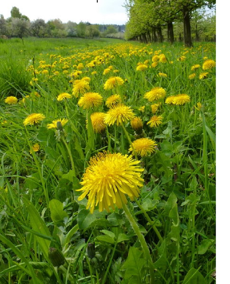 Frühling am Sabathihof