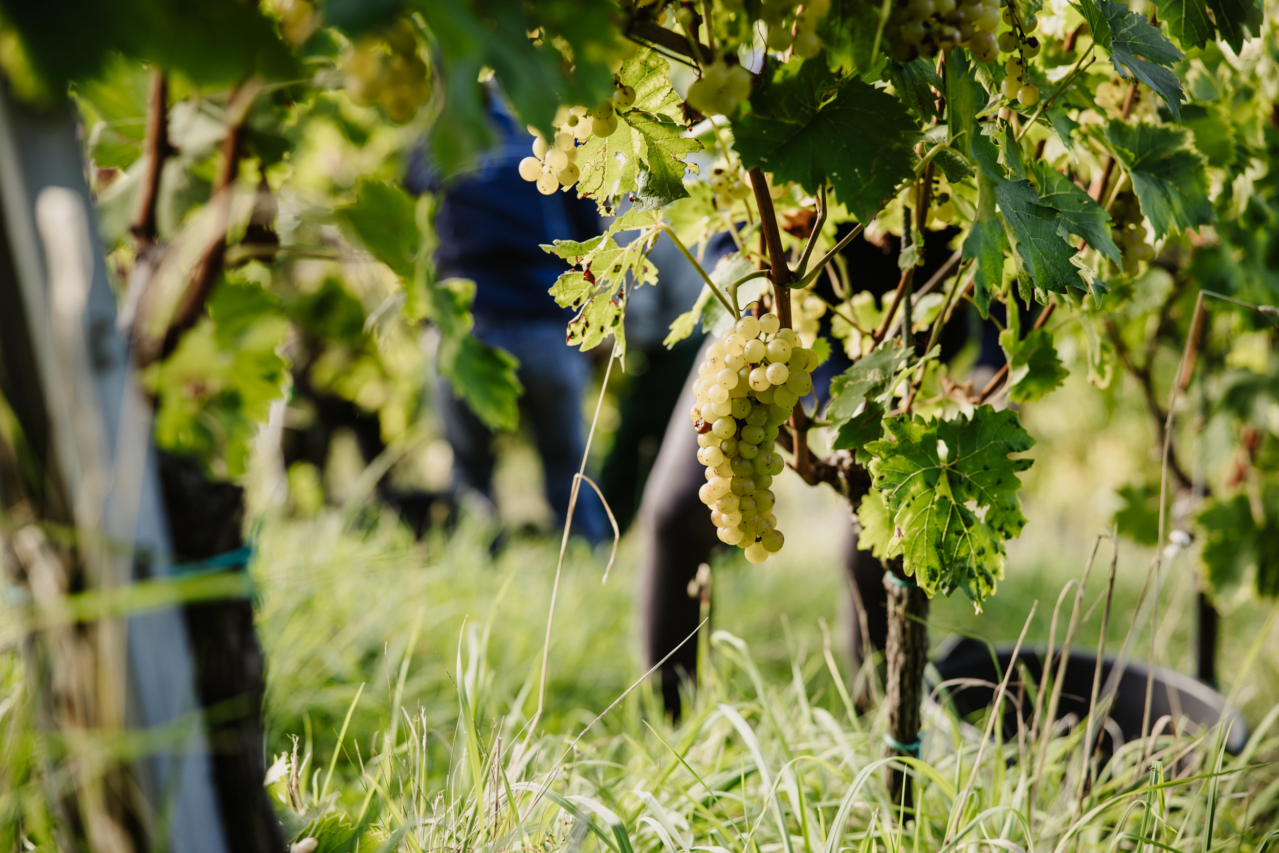 Herbst am Sabathihof